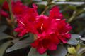Rhododendron repens Gertrud Schale-2 Różanecznik